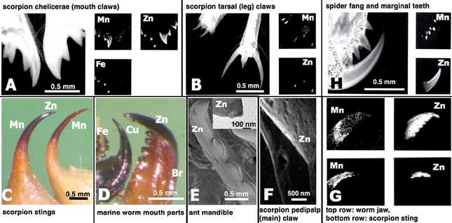 Imagen para el artículo titulado El secreto mejor guardado de las hormigas: sus dientes están recubiertos de metal para morder mejor