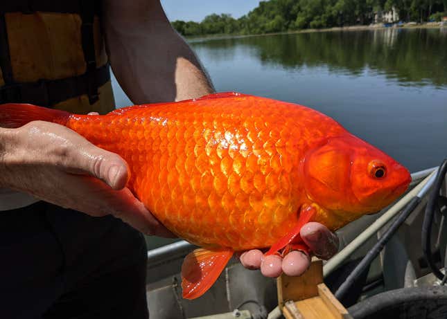 An official holding a goldfish found in Burnsville's Keller Lake.