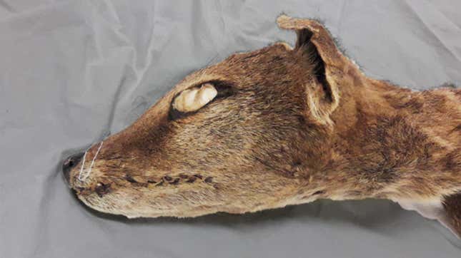 The head of the thylacine specimen from the Stockholm Natural History Museum.