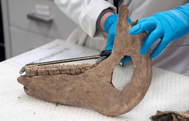 A light brown horse mandible, complete with teeth, is measured in a lab.