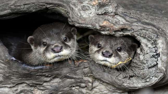 Two otters, presumably hiding from the rival otter army pillaging their little otter castle.