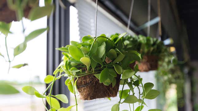 Plants in small pots hanging in a window