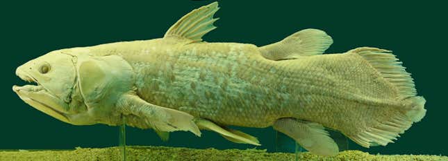 A preserved specimen on display at a museum in Austria.