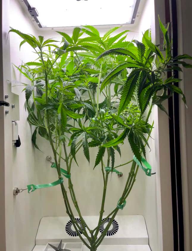 Image for article titled How to Grow (Good) Weed Indoors