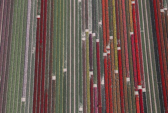Image for article titled The soothing, hypnotic colors of tulip season, seen from above