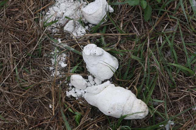 La razón por la que los perros hacían caca blanca hace 30 años