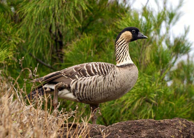 The vulnerable nene, state bird of Hawai'i.