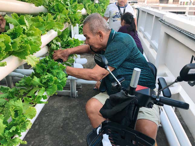 An elderly man harvests vegetables from the farm.
