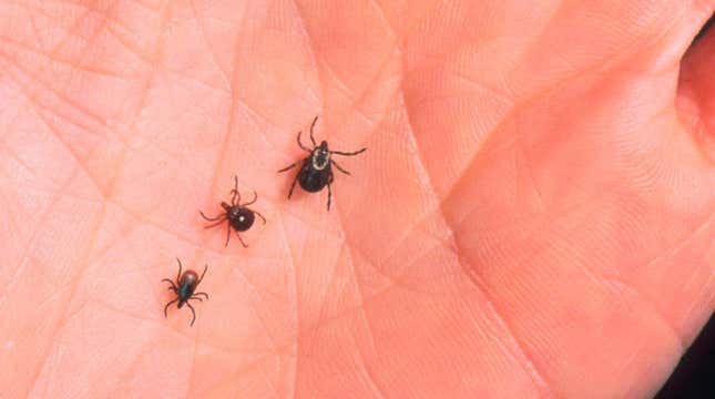 Image for article titled Maps Show North America&#39;s Growing Tick Invasion
