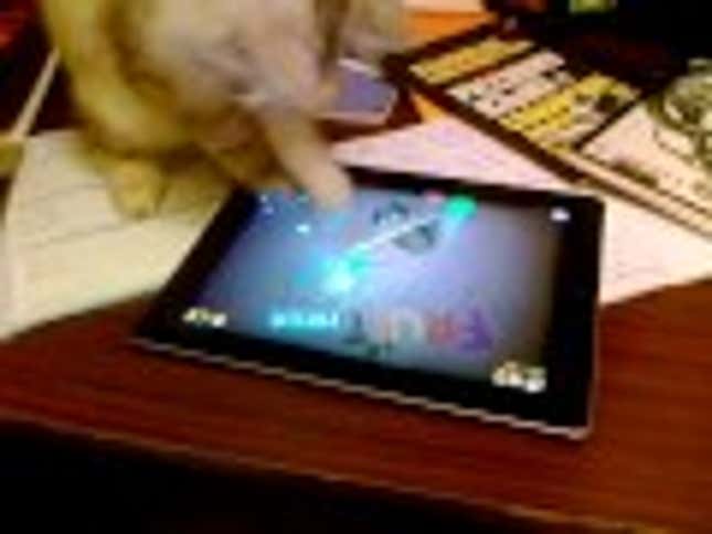 This Cat Just Beat Your Fruit Ninja High Score