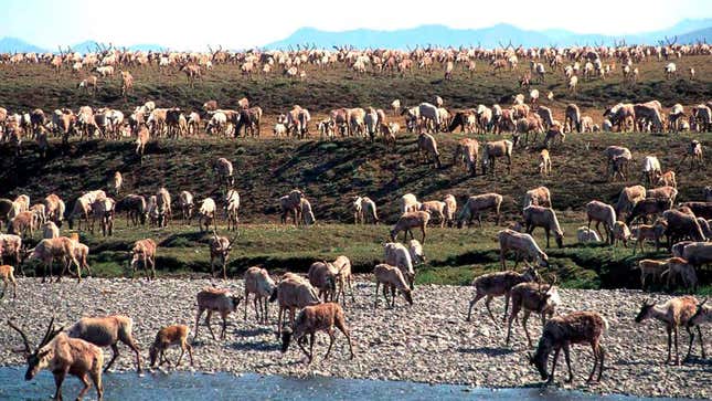 Caribou from the Porcupine caribou herd migrate onto the coastal plain of the Arctic National Wildlife Refuge in northeast Alaska. 
