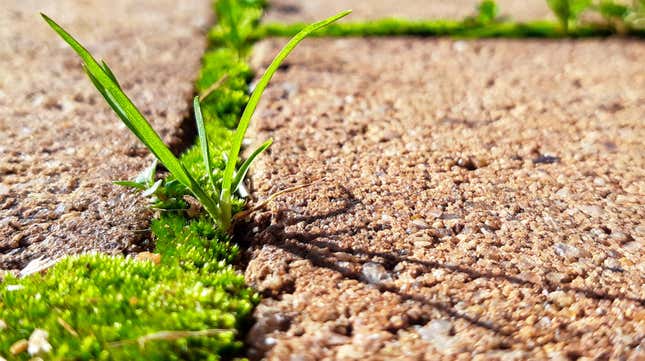 moss and weeds growing between cracks in pavers