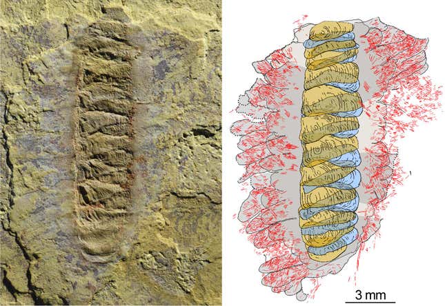Imagen para el artículo titulado Fósil de 500 millones de años revela un extraño gusano cubierto de cerdas