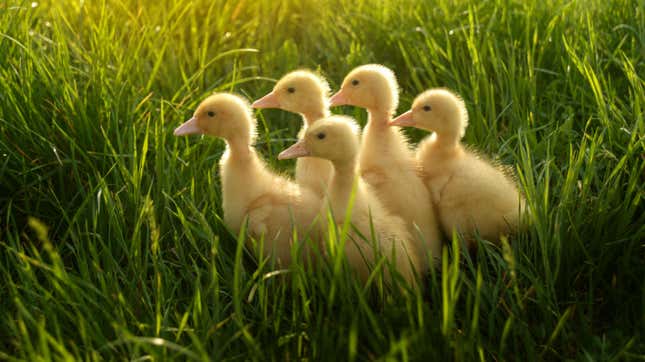 Image for article titled How to Make a Duckling Think You&#39;re Its Mother