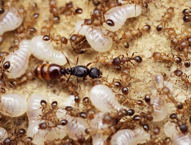 Image for article titled Laid-Back Ant Colony Refers To Queen As ‘Judy’