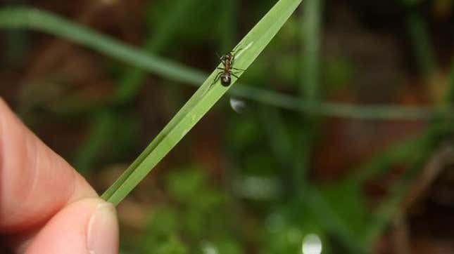 An ant infected by the lancet liver fluke.