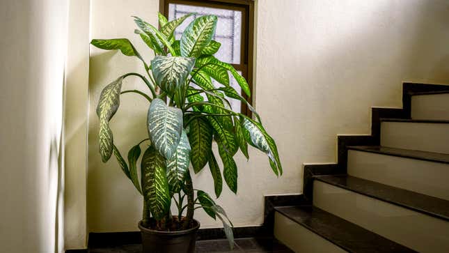 Image for article titled 13 Plants You Probably Shouldn’t Even Try to Grow Indoors