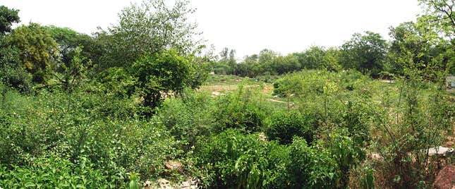 Microhabitat in 2013.