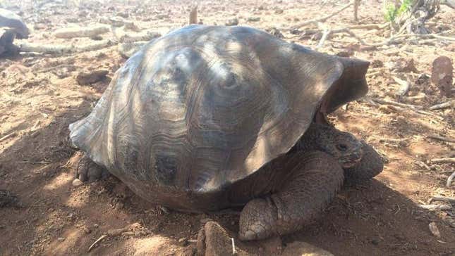 Una tortuga gigante de la isla San Cristóbal que vive en la parte baja de la isla