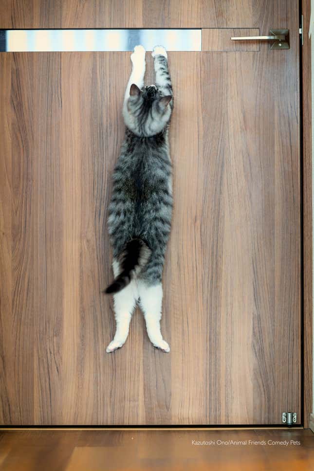Image for article titled This Year&#39;s Funniest-Looking Pets Are Here