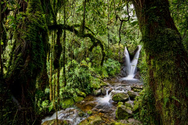 Enocks Falls near Sine Hut, Rwenzori National Park, Uganda.