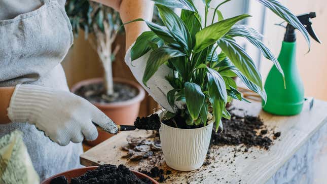 Image for article titled How Much Your Plants Will Really Cost You Over Time