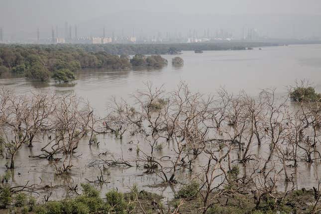 mangrove forests