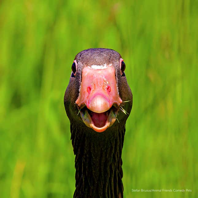 Image for article titled This Year&#39;s Funniest-Looking Pets Are Here