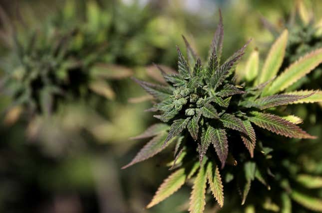 A closeup photo of a cannabis plant. 