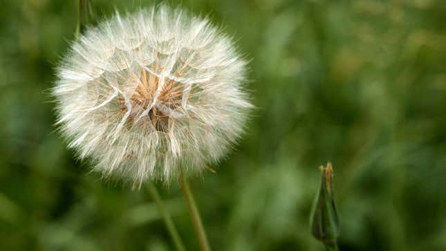 Image for article titled 20 Weeds in Your Garden That You Really Shouldn&#39;t Kill