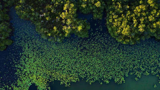 Aerial view of the red mangrove forests along the San Pedro Mártir River in Mexico.