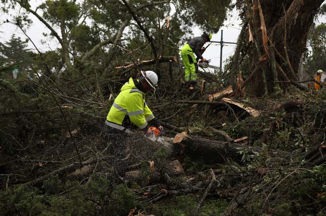 San Francisco Department of Public Works employees use chainsaws to cut up a tree that was toppled by high winds on January 05, 2023 in San Francisco, California.