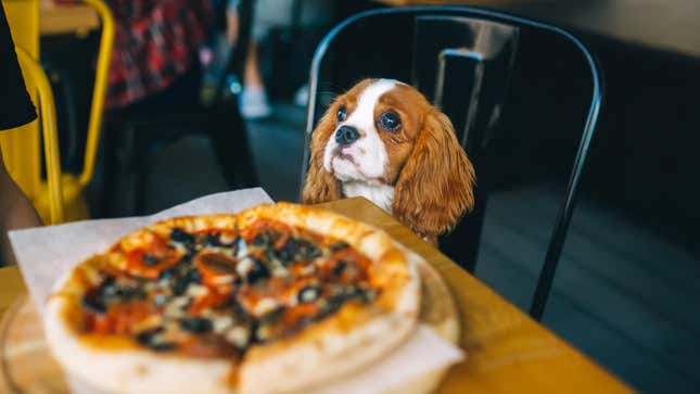 dog in chair with pizza