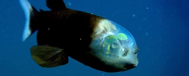 Imagen para el artículo titulado Investigadores capturan un extraño pez con la cabeza translúcida