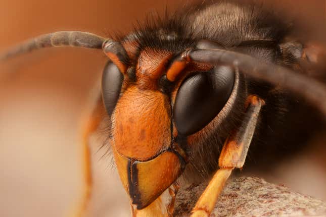 An Asian giant hornet.