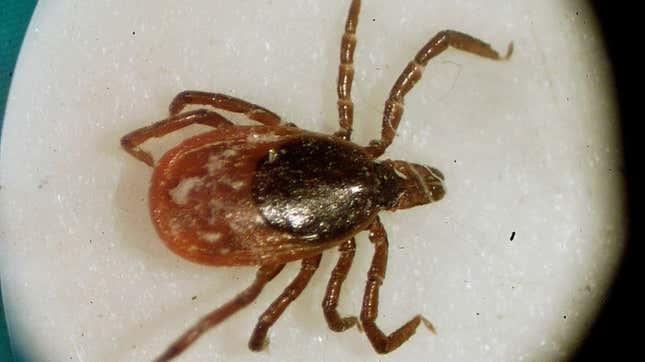 Una garrapata de los ciervos o garrapata de patas negras (Ixodes scapularis), el vector más común de la enfermedad de Lyme en los EE.UU.