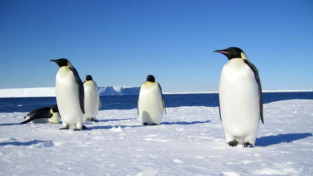 Image for article titled Climate Report Finds Humanity’s Plot To Kill Off Emperor Penguin By Heating Planet Going Exactly As Planned