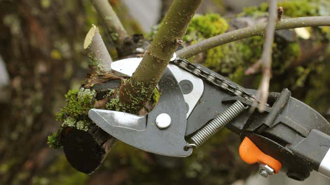 Image for article titled How to Disinfect Your Pruning Tools (and Why You Should)