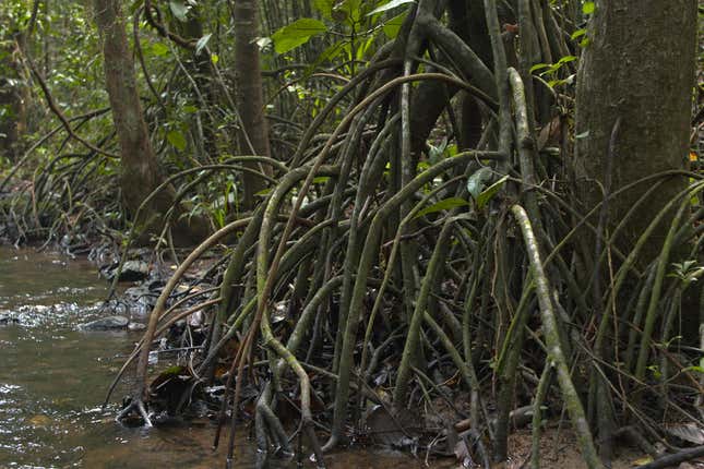 Stilt roots provide mechanical support to trees growing in the soft, moist soil of the Myristica swamps.