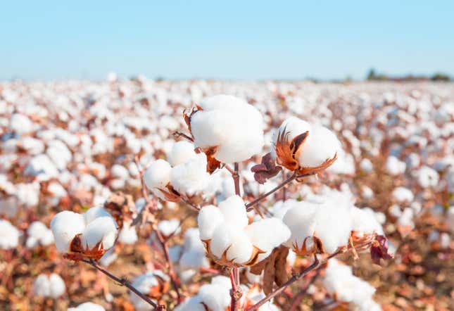Image for article titled LA Elementary School Sued over Cotton Picking Project