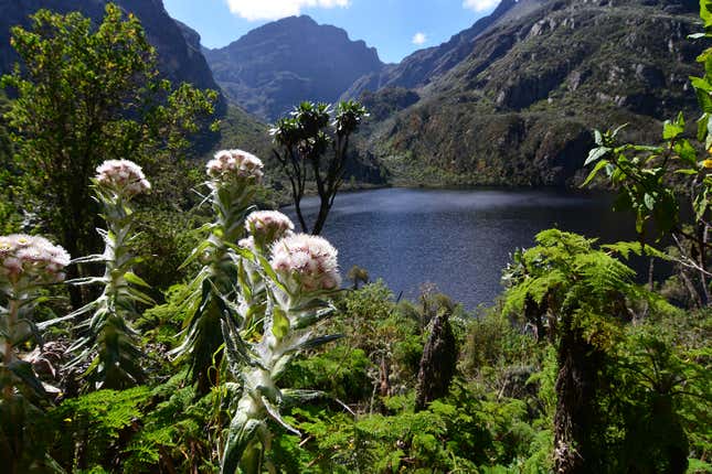 And an everlasting flower, along the Kilembe Trail in Rwenzori National Park.