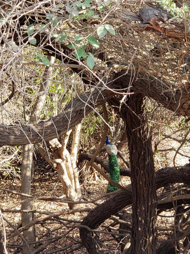 Peacocks don’t do camouflage.