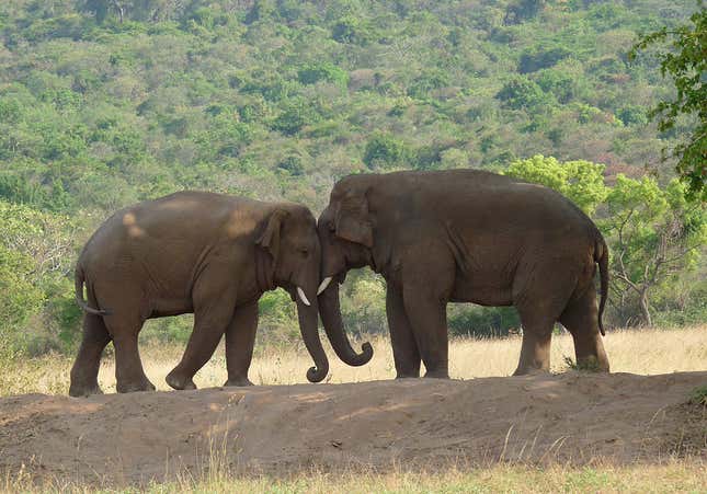 Being big seems to increase the risk of being wiped out when mass extinctions hit.