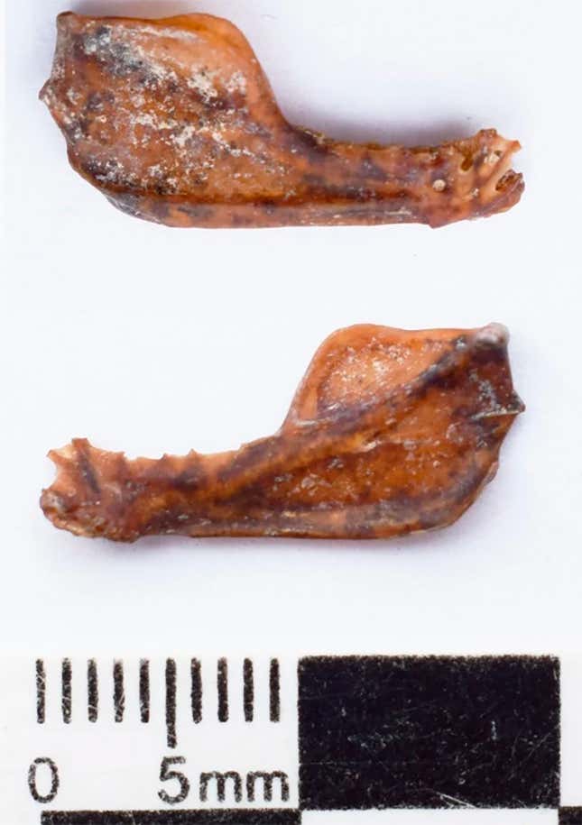 Imagen para el artículo titulado Hallan los restos de un vampiro gigante de 100.000 años de antigüedad en una cueva en Argentina