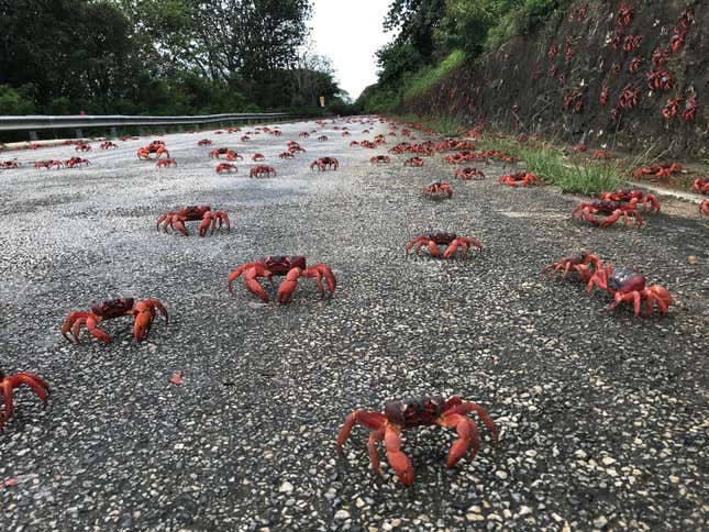 Imagen para el artículo titulado Millones de cangrejos rojos invaden una pequeña isla en su migración anual
