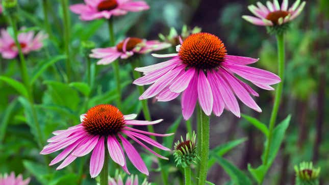 Image for article titled 15 of the Easiest Perennials to Grow