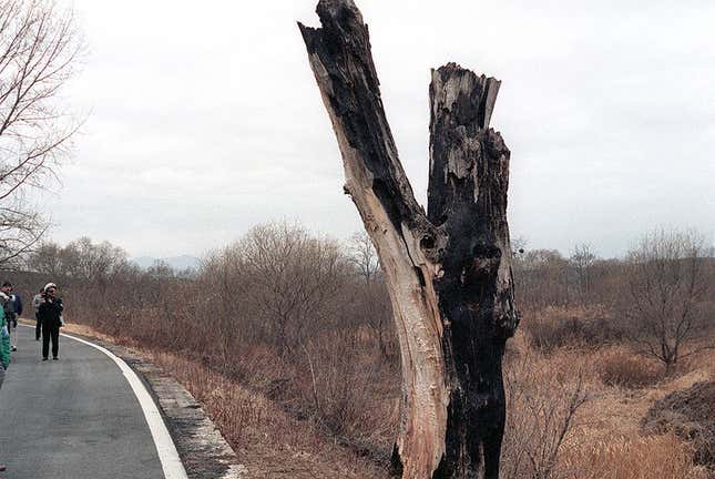 The stump of the poplar tree that nearly caused a war, seen in 1984. It was replaced with a plaque in 1987.