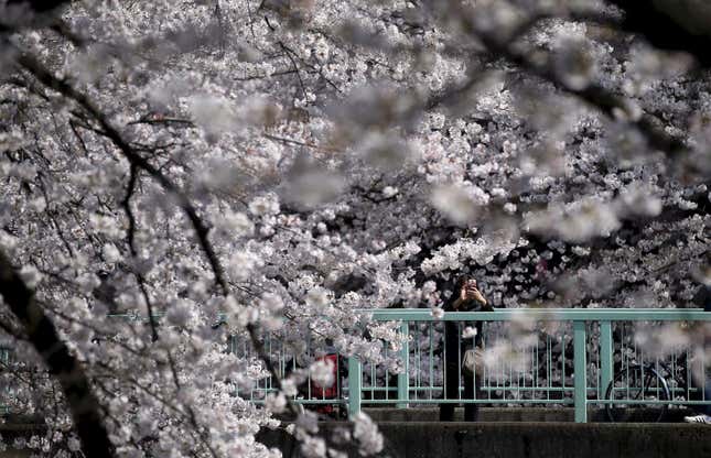 A woman takes a picture of cherry blossoms in full bloom in Tokyo at the end of March.