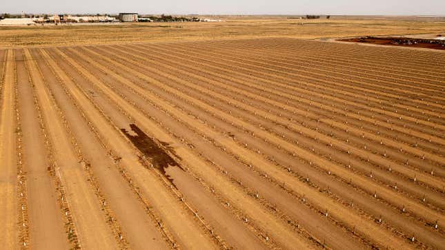 A patch of damp soil rests amid rows of crops in Lemoore, California.