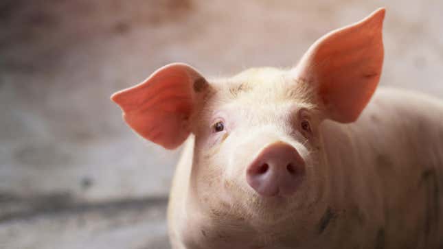 Imagen para el artículo titulado Estos cerdos estaban muertos, pero unos científicos revivieron sus células